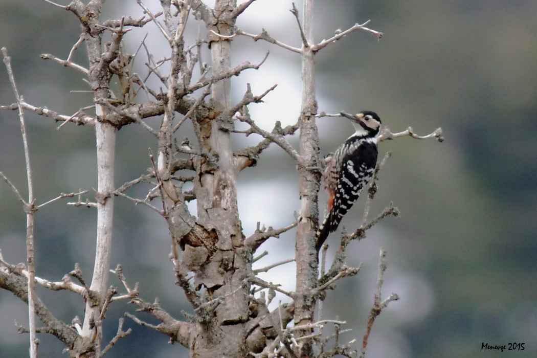 White-backed Woodpecker